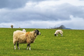 Sheeps, Pooley Bridge, Ullswater Lake, Lake District National Park, Cumbria, England, United