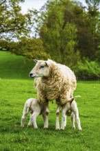 Sheeps, Pooley Bridge, Ullswater Lake, Lake District National Park, Cumbria, England, United