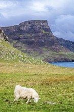 Sheeps on farms over Neist Point Lighthouse, Isle of Skye, Scotland, UK