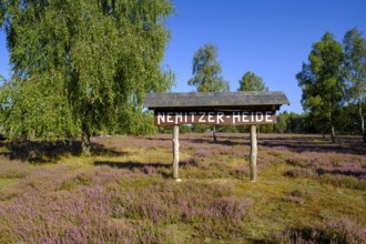 Broom heather blossom, Nemitzer Heide, Wendland-Elbe nature park Park, Lower Saxony, Germany