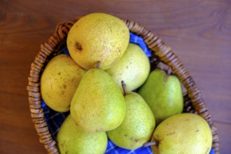Pala pear, pears, Vinschgau, South Tyrol, Italy