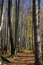 Trees in the forest near the Lainbach waterfalls, Lainbach, Lainbachtal, Kochel am See, Upper