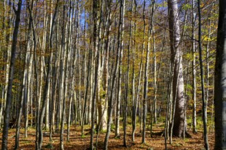 Trees in the forest near the Lainbach waterfalls, Lainbach, Lainbachtal, Kochel am See, Upper