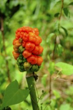 Common arum (Arum maculatum) at Pyrmont Castle, on the Elz, Southern Eifel, Rhineland-Palatinate,