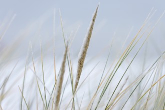 Beach grass (Ammophila arenaria) covered with snow, close-up, dune landscape of Norddeich, North