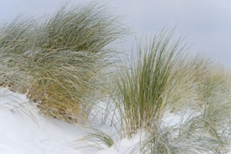 Marram grass (Ammophila arenaria) in the snow-covered dune landscape of Norddeich, North Sea, Lower