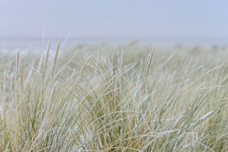 Beach grass (Ammophila arenaria) covered with snow, dune landscape of Norddeich, North Sea, Lower