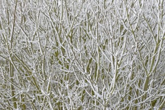 Winter day, onset of winter, snow lies on the bushes in the dune landscape of Norddeich, North Sea,