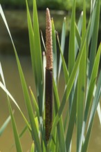 Cattail (Typha) at a pond, aquatic plant and marsh plant, single plant and leaves, North