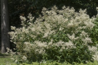 Flowering alpine knotweed (Aconogonon alpinum), bush, white flowers, Westphalia, North