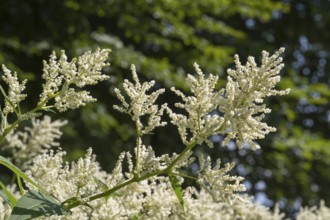 Flowering alpine knotweed (Aconogonon alpinum), white flowers, Westphalia, North Rhine-Westphalia,