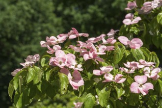 Flowering dogwood (Cornus kousa), several pink flowers, North Rhine-Westphalia, Germany