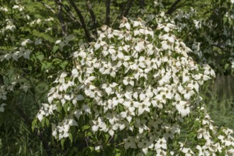 Flowering dogwood (Cornus kousa), white flowers, bush, North Rhine-Westphalia, Germany