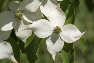 Blossoms of the flowering dogwood (Cornus kousa), white flowers, North Rhine-Westphalia, Germany