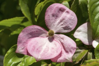 Flowering dogwood (Cornus kousa), single pink flower, North Rhine-Westphalia, Germany