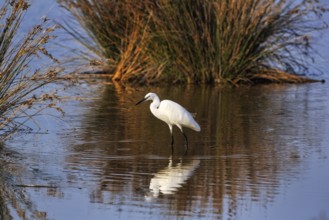 Little Egret (Egretta garzetta) in a pond, looking for food, autumn, Pont de Gau Bird Park,