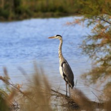 Grey heron (Ardea cinerea), attentive, Pont de Gau bird park, Camargue, France