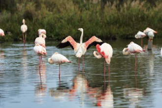 Pink flamingos (Phoenicopterus roseus), standing in the water, wings spread out, Pont de Gau bird