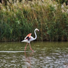 Pink flamingo (Phoenicopterus roseus) striding through water, Pont de Gau bird park, Camargue,
