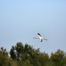 Pink flamingo (Phoenicopterus roseus) flying in front of a blue sky, Pont de Gau bird park,
