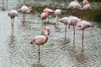 Pink flamingos (Phoenicopterus roseus), standing on one leg in the water, Pont de Gau bird park,