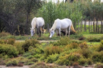 Two Camargue horses, also known as Crin Blanc, grazing side by side, Pont de Gau bird park,