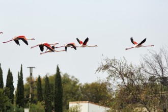 Pink flamingos (Phoenicopterus roseus) flying, flock of birds, Pont de Gau bird park, Camargue,