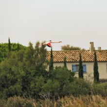 Pink flamingo (Phoenicopterus roseus) flying over a house, Pont de Gau bird park, Camargue, France