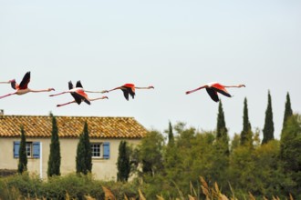 Pink flamingos (Phoenicopterus roseus) flying over a house, flock of birds, Pont de Gau bird park,