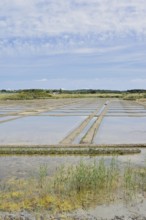 Seawater salt pans, Guerande, Loire-Atlantique, Pays de la Loire, Brittany, France