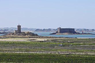 Oyster farm in the Atlantic at low tide and Chateau de Taureau fortress, Plouezoc'h, Bay of