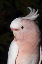 Inca cockatoo (Cacatua leadbeateri, Lophochroa leadbeateri), portrait, occurrence in Australia