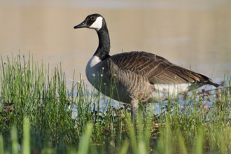 Canada goose (Branta canadensis) standing on the lakeshore, North Rhine-Westphalia, Germany