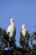 White stork (Ciconia ciconia), pair on the nest, North Rhine-Westphalia, Germany