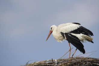 White stork (Ciconia ciconia) on the nest, North Rhine-Westphalia, Germany