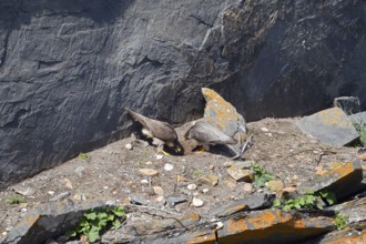 Peregrine falcon (Falco peregrinus), pair at the breeding site on a cliff, Alentejo, Portugal