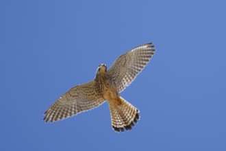 Kestrel (Falco tinnunculus), female in flight, Algarve, Portugal