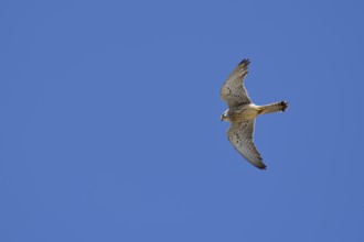 Lesser kestrel (Falco naumanni), female in flight, Alentejo, Portugal