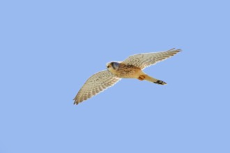Kestrel (Falco tinnunculus), male in flight, Algarve, Portugal