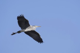 Grey heron (Ardea cinerea) in flight, North Rhine-Westphalia, Germany