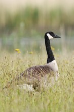 Canada goose (Branta canadensis) standing in a meadow, North Rhine-Westphalia, Germany