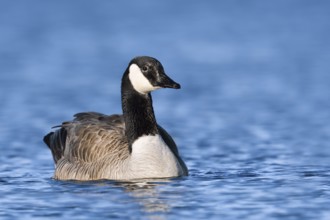 Canada goose (Branta canadensis), swimming, North Rhine-Westphalia, Germany