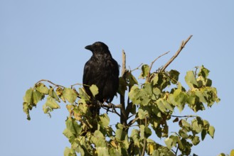 Raven crow or carrion crow (Corvus corone), North Rhine-Westphalia, Germany