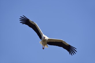 White stork (Ciconia ciconia) flying, North Rhine-Westphalia, Germany