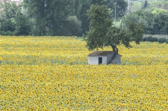 Tuscan landscape, hut in a field of sunflowers (Helianthus annuus) Toscana, Italy