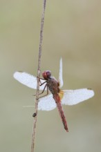 Scarlet Dragonfly (Crocothemis erythraea), male with dewdrops, North Rhine-Westphalia, Germany