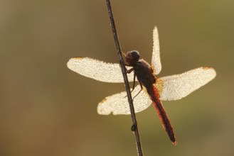 Scarlet Dragonfly (Crocothemis erythraea), male with dewdrops in backlight, North Rhine-Westphalia,