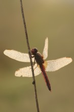 Scarlet Dragonfly (Crocothemis erythraea), male with dewdrops in backlight, North Rhine-Westphalia,