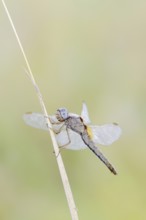 Scarlet Dragonfly (Crocothemis erythraea), female, North Rhine-Westphalia, Germany