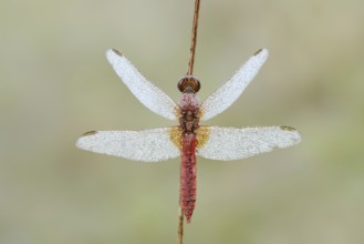 Scarlet Dragonfly (Crocothemis erythraea), male with dewdrops, North Rhine-Westphalia, Germany
